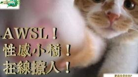 猫狗相恋搞笑搞笑视频